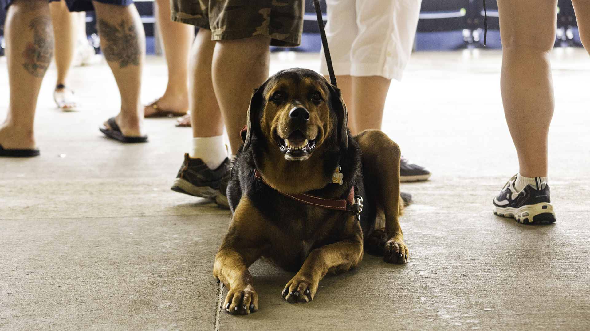Bark in the Park